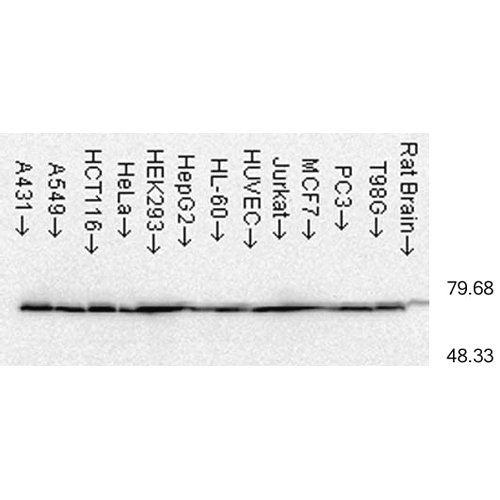Anti-HSP70 Monoclonal Antibody (Clone : C92F3A-5) - HRP