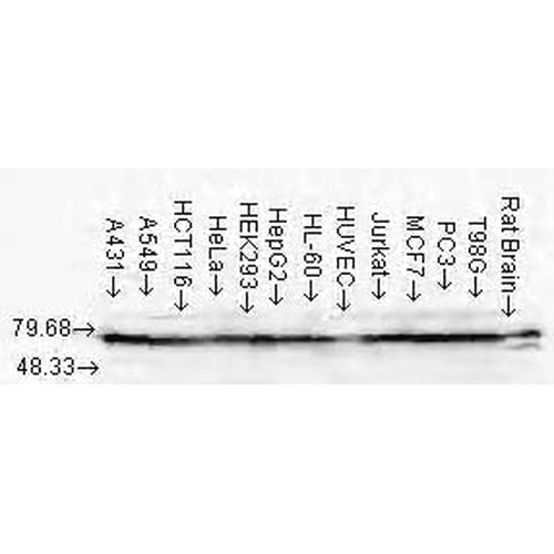Anti-HSP70/HSC70 Monoclonal Antibody (Clone : N27F3-4) APC