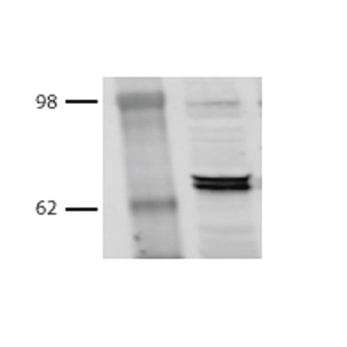 Anti-HSP70/HSC70 Monoclonal Antibody (Clone : BB70) - ATTO 390