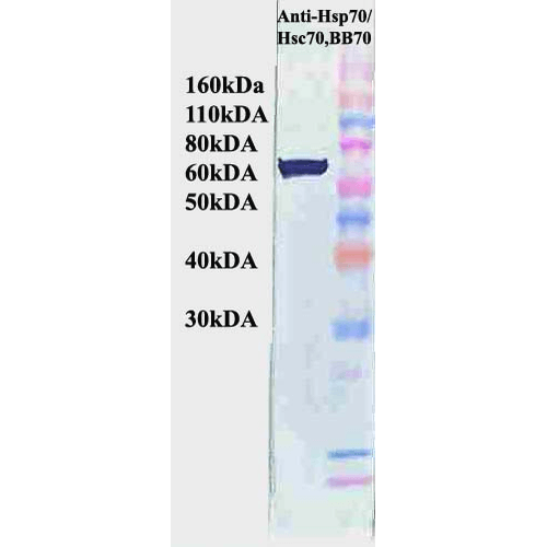 Anti-HSP70/HSC70 Monoclonal Antibody (Clone : BB70) - ATTO 488
