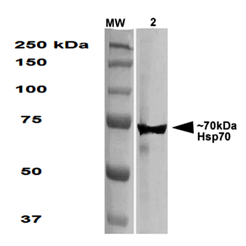 Anti-HSP70 Monoclonal Antibody (Clone : 1.86) - Alkaline Phosphatase(Discontinued)