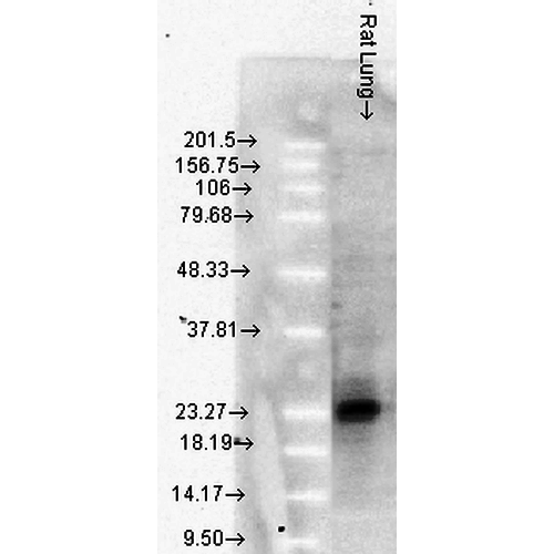 Anti-HSP27 Monoclonal Antibody (Clone : 8A7) - Alkaline Phosphatase(Discontinued)