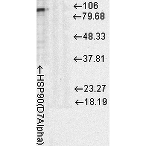 Anti-HSP90 Monoclonal Antibody (Clone : D7A) - Alkaline Phosphatase(Discontinued)