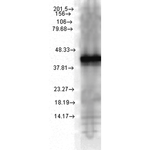 Anti-HSP40, YDJ1 Monoclonal Antibody (Clone : 1G10.H8) - Alkaline Phosphatase(Discontinued)