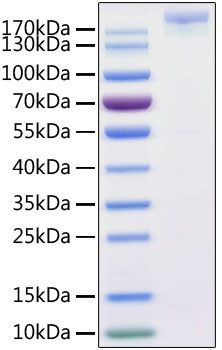 Recombinant SARS-CoV-2 S1+S2 ECD (S-ECD) Protein His tag