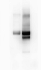 AgriseraECL SuperBright (100 ml) in the group Detection Reagents / Chemiluminescent detection at Agrisera AB (Antibodies for research) (AS16 ECL-S-100)