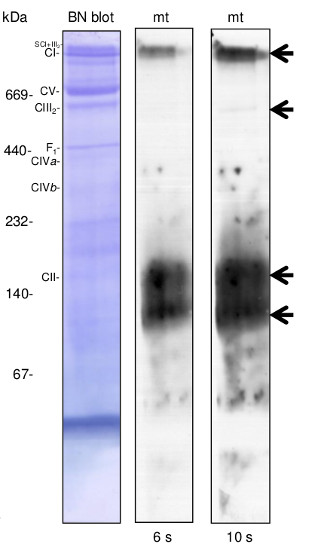 western blot using anti-plant AOX antibodies in native BN