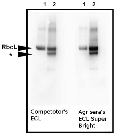 Western blot detection using Agrisera ECLSuperBright reagent