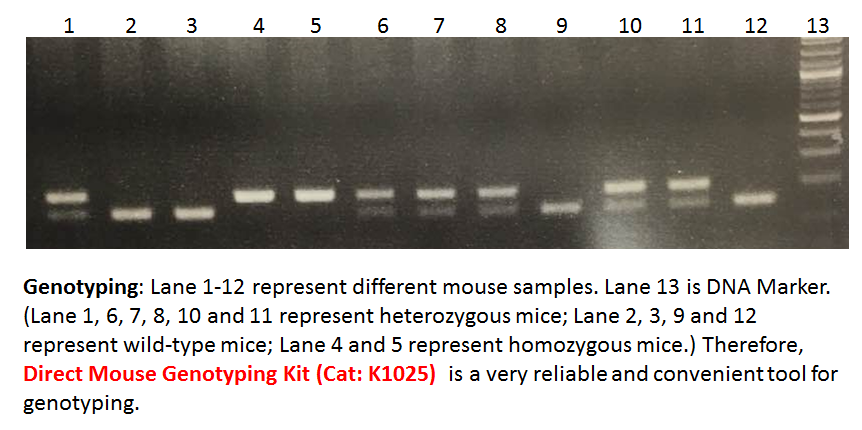 Direct Mouse Genotyping Kit