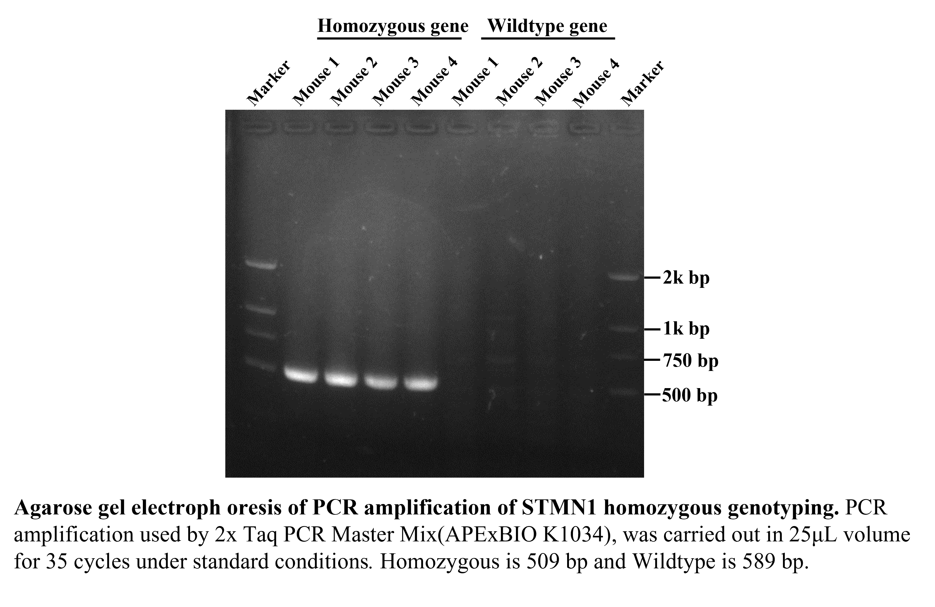2×Taq PCR Master Mix(with dye)