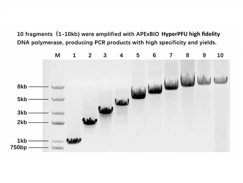 Fusion high-fidelity DNA polymerase