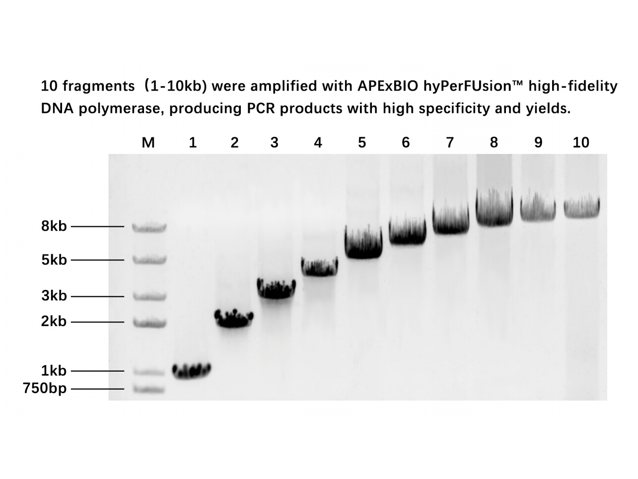 HyperFusion™ high-fidelity DNA polymerase