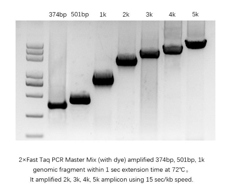 2×Fast Taq PCR Master Mix (with dye)