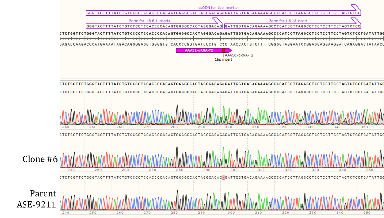 Genotyping Clone #6 - 1bp CRISPR
