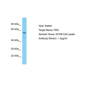 Human ACHN Whole Cell 
