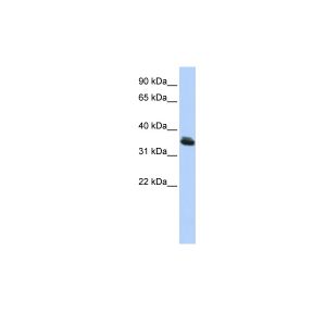 Human HepG2