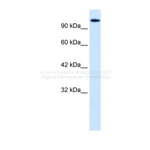 Human HepG2