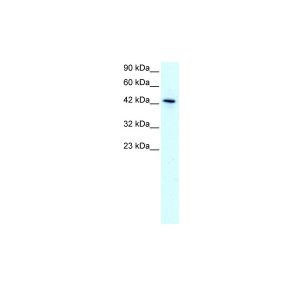 Human HepG2