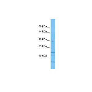 Human HepG2