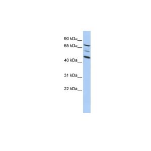 Human HepG2 