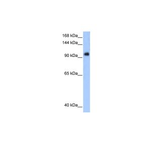 Transfected 293T 