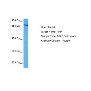 Human A172 Whole Cell