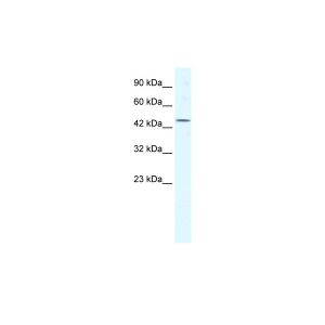 Human HepG2