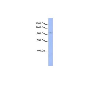 Human THP-1