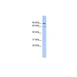 Human Thymus 