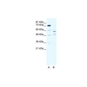 Human HepG2