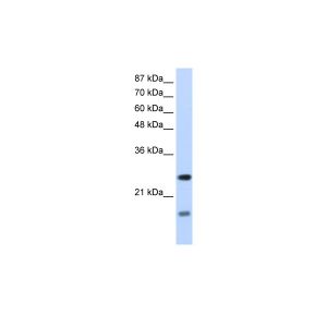 Human HepG2
