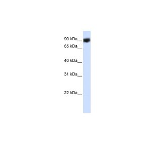 Human HEK293T