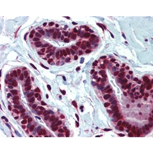 Human Breast