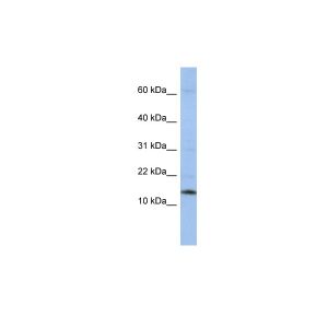 Human HepG2