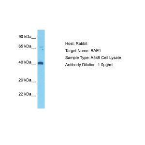 Human A549 Whole Cell