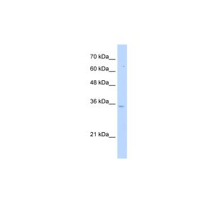 Human HepG2