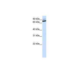 Human MCF-7