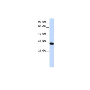 Human HepG2