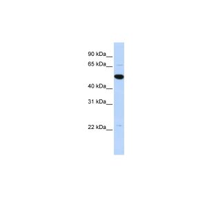 Human MCF-7