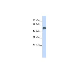 Human MCF7