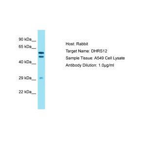 Human A549 Whole Cell