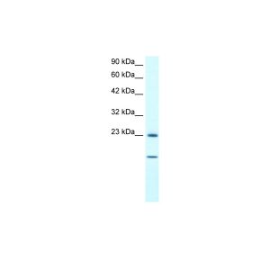 Human HepG2