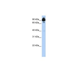 HepG2