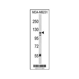 MDA-MB231 cell