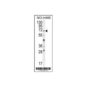 NCI-H460 