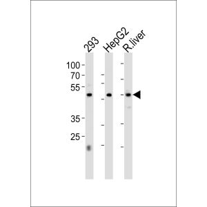293, HepG2 cell, rat liver tissue