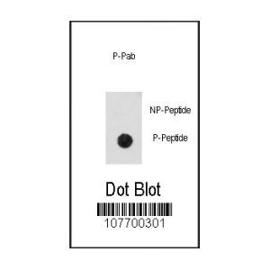 Phospho-peptide, non-phospho-peptide