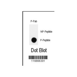 Phospho-peptide, non-phospho-peptide