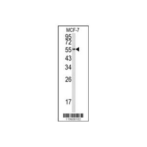 MCF-7