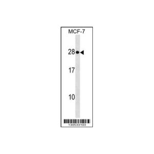 MCF-7